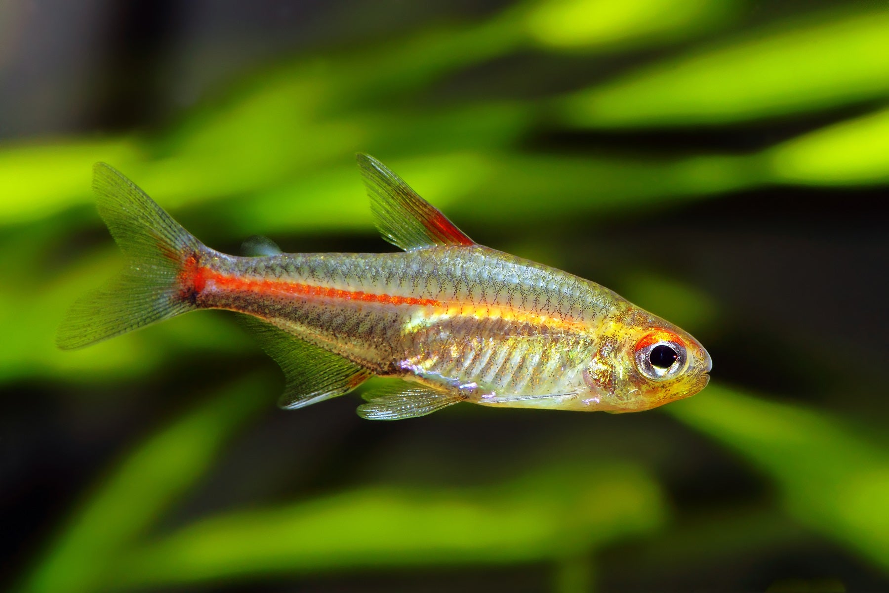 Glowlight Tetra