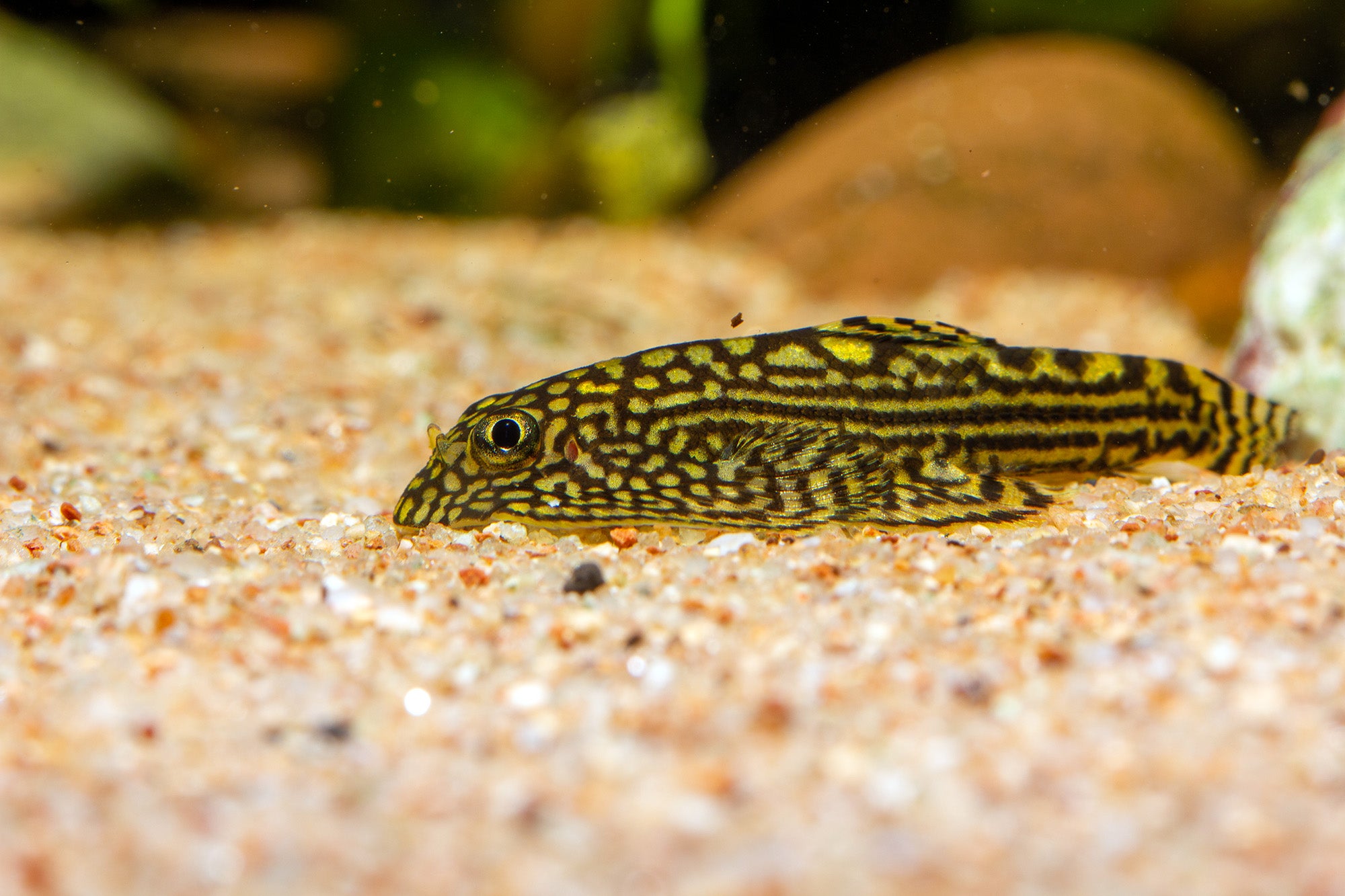 Hillstream Loach