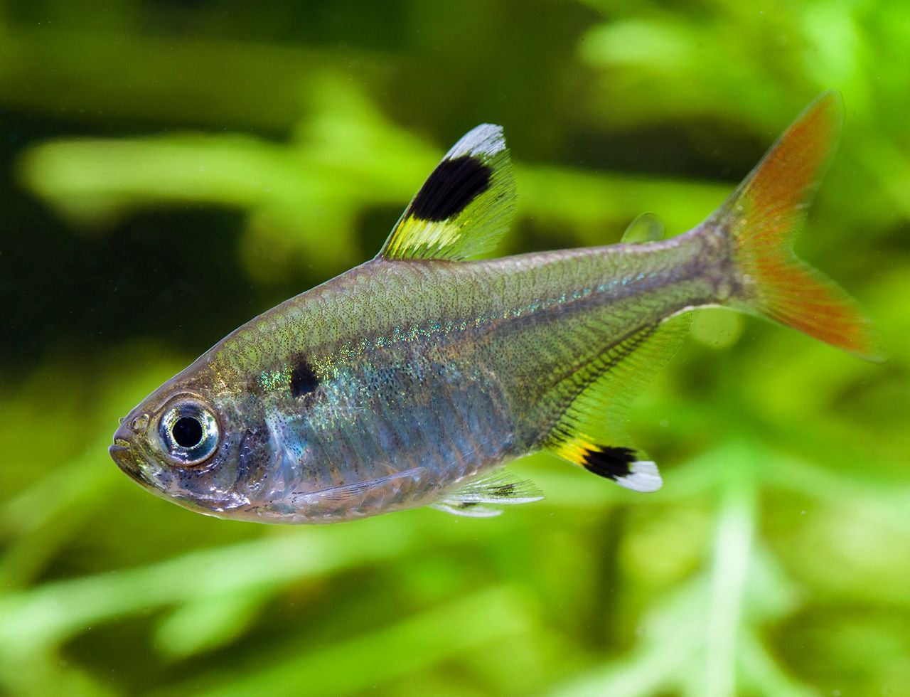 Pristella Tetra