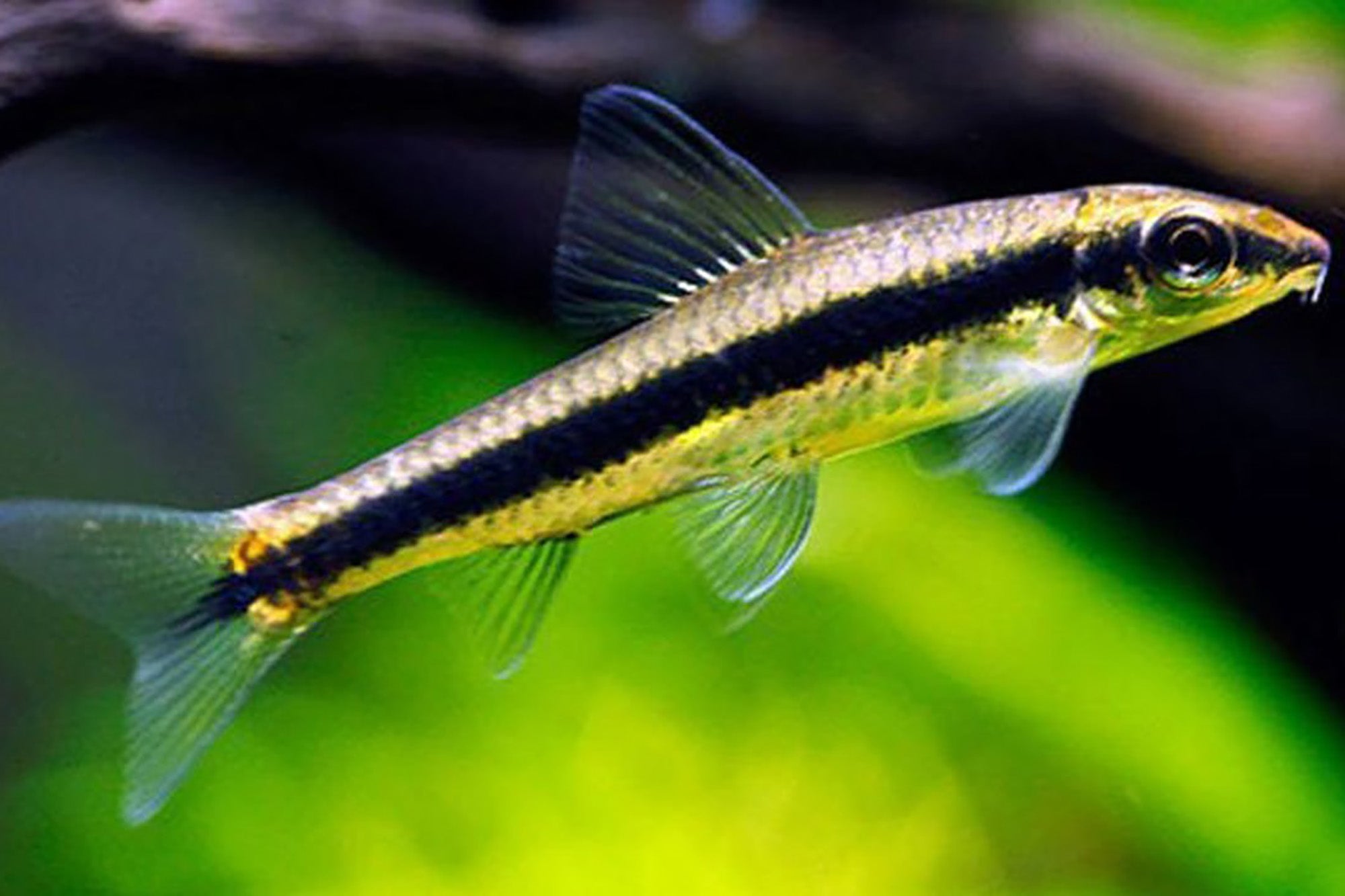 Siamese Algae Eater