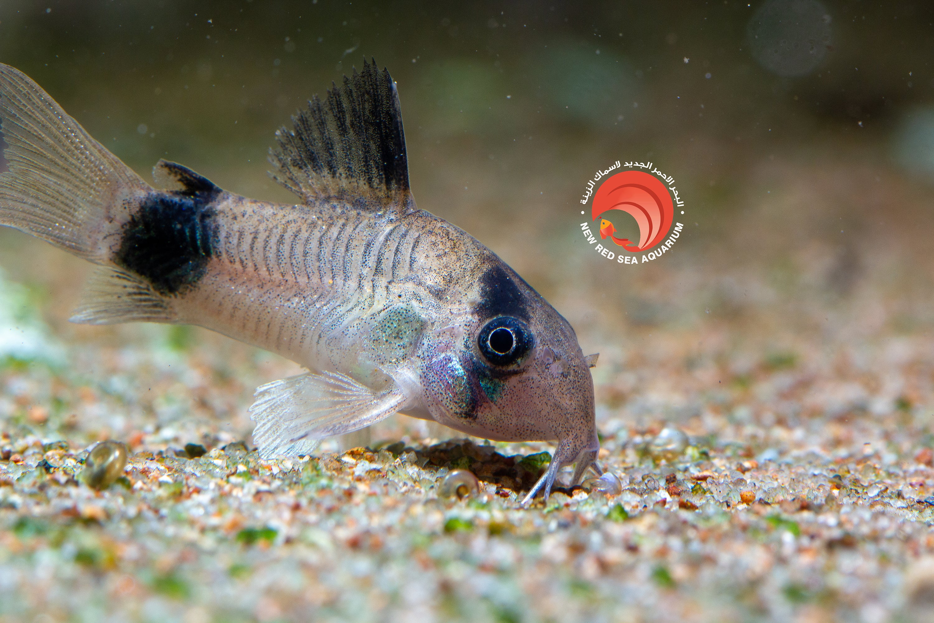 Corydoras Panda