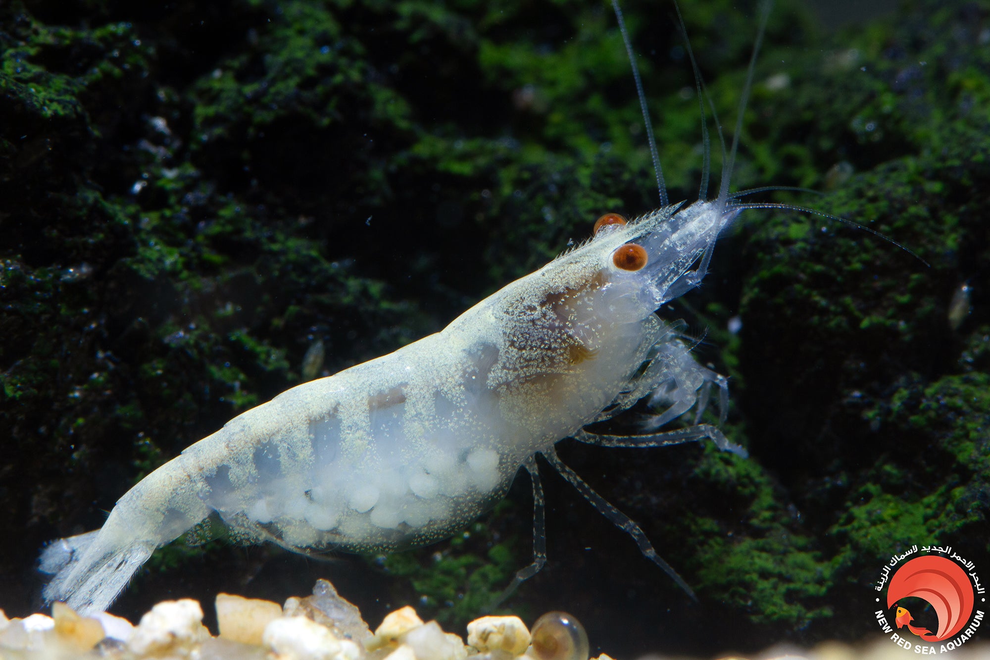 Golden Eye Albino Indian Zebra
