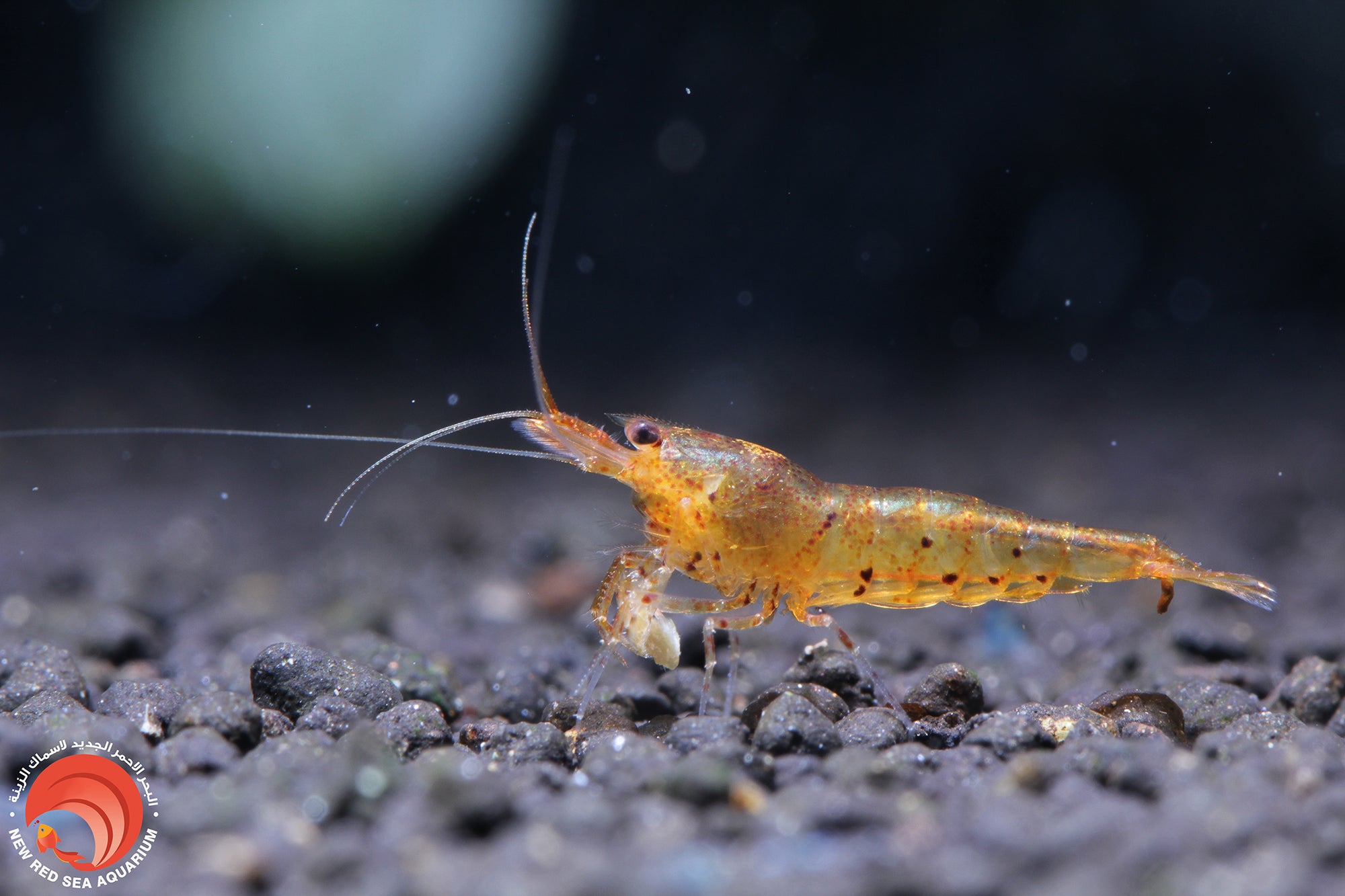 Tangerine Tiger