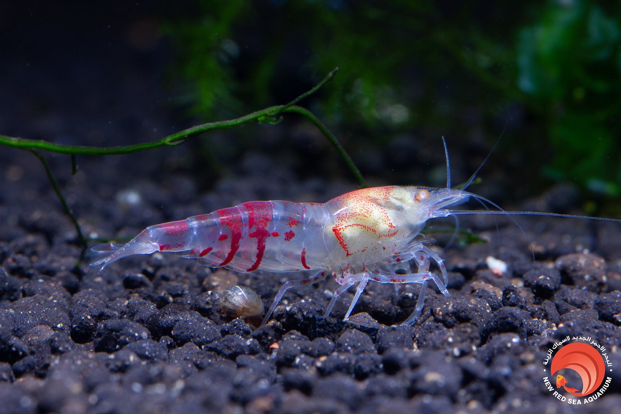 Orange Eye Red Tiger