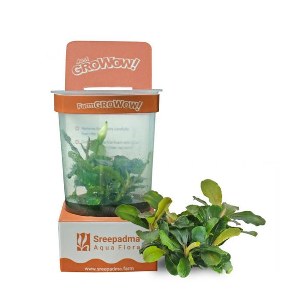 Bucephalandra 'Pygmy' - GroWoW! Series