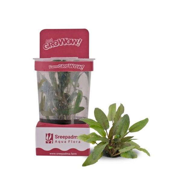 Cryptocoryne Wendtii 'Tropica' - GroWoW! Series