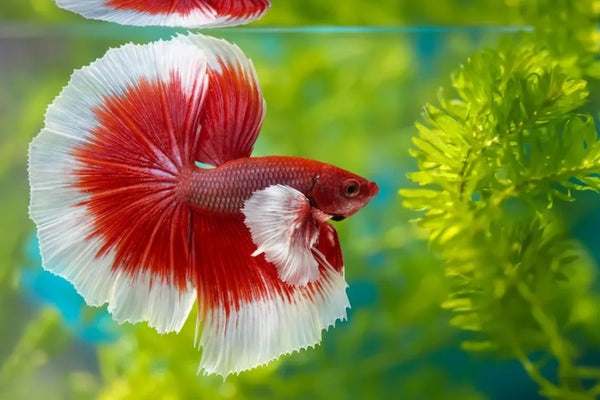 Assorted Half Moon Betta Male