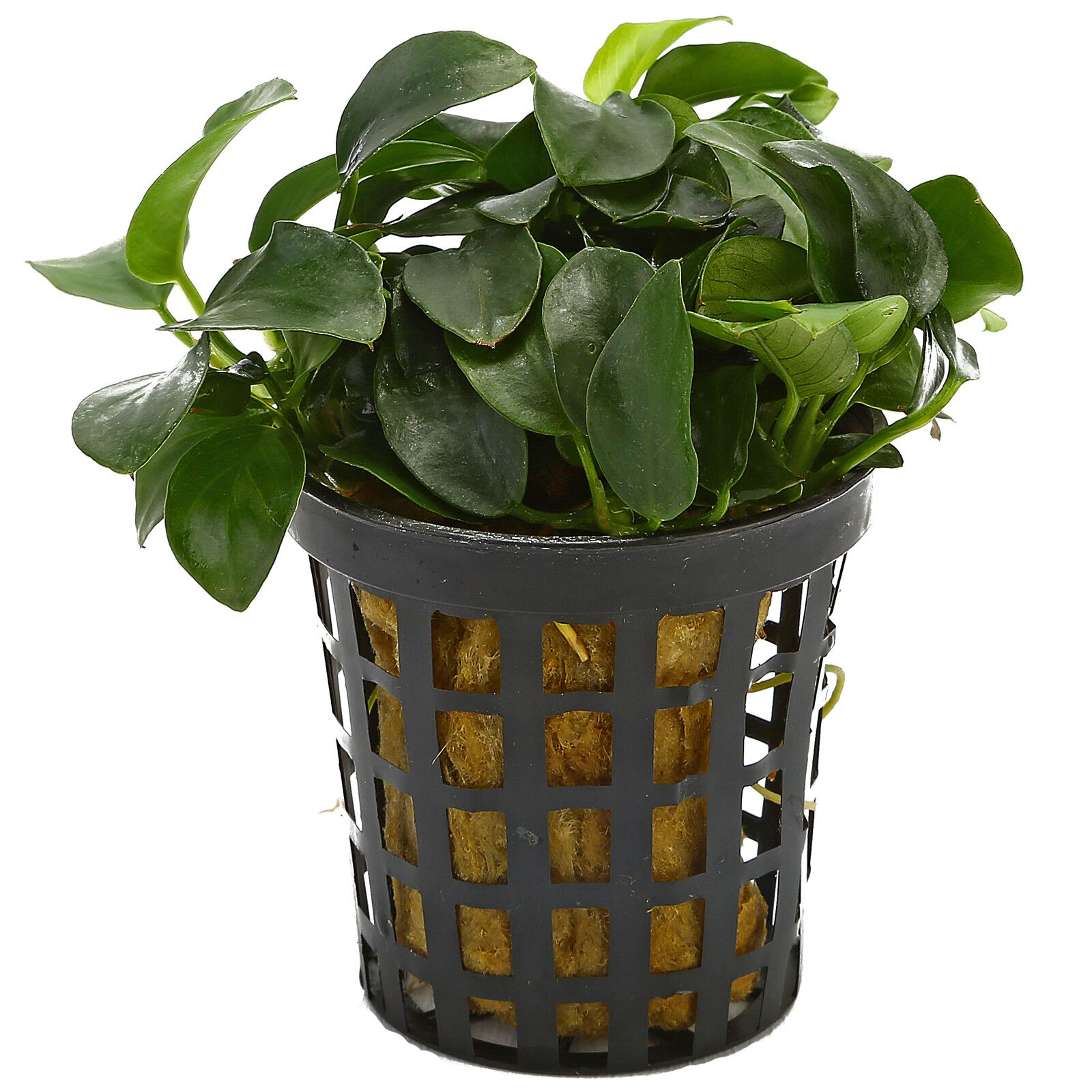 Anubias Nana