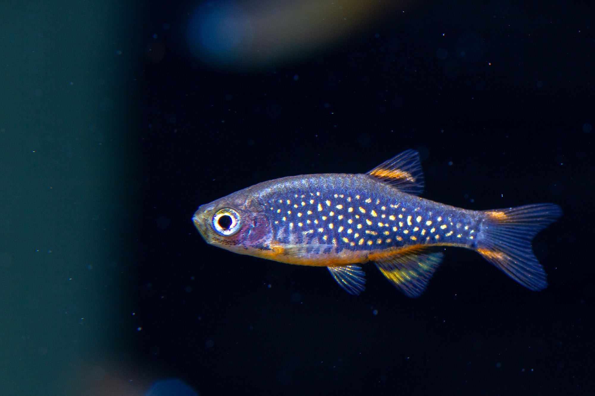 Galaxy Rasbora