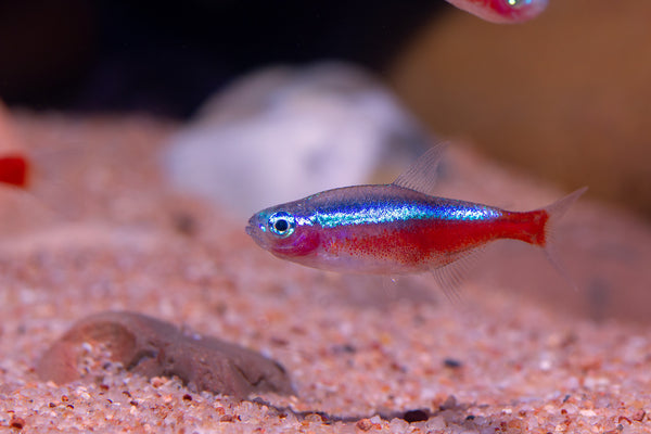 Neon Tetra