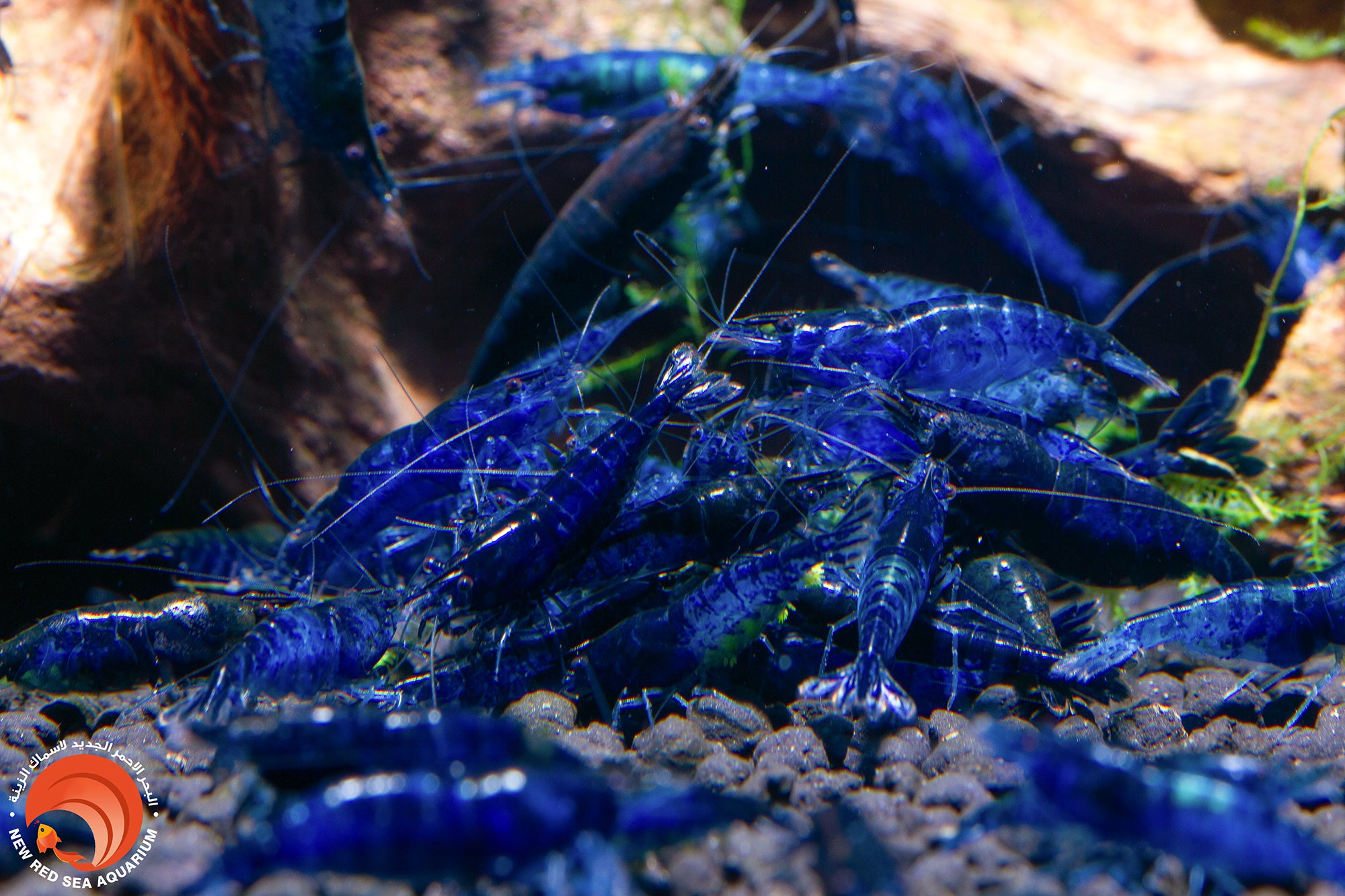 Fantasy Blue