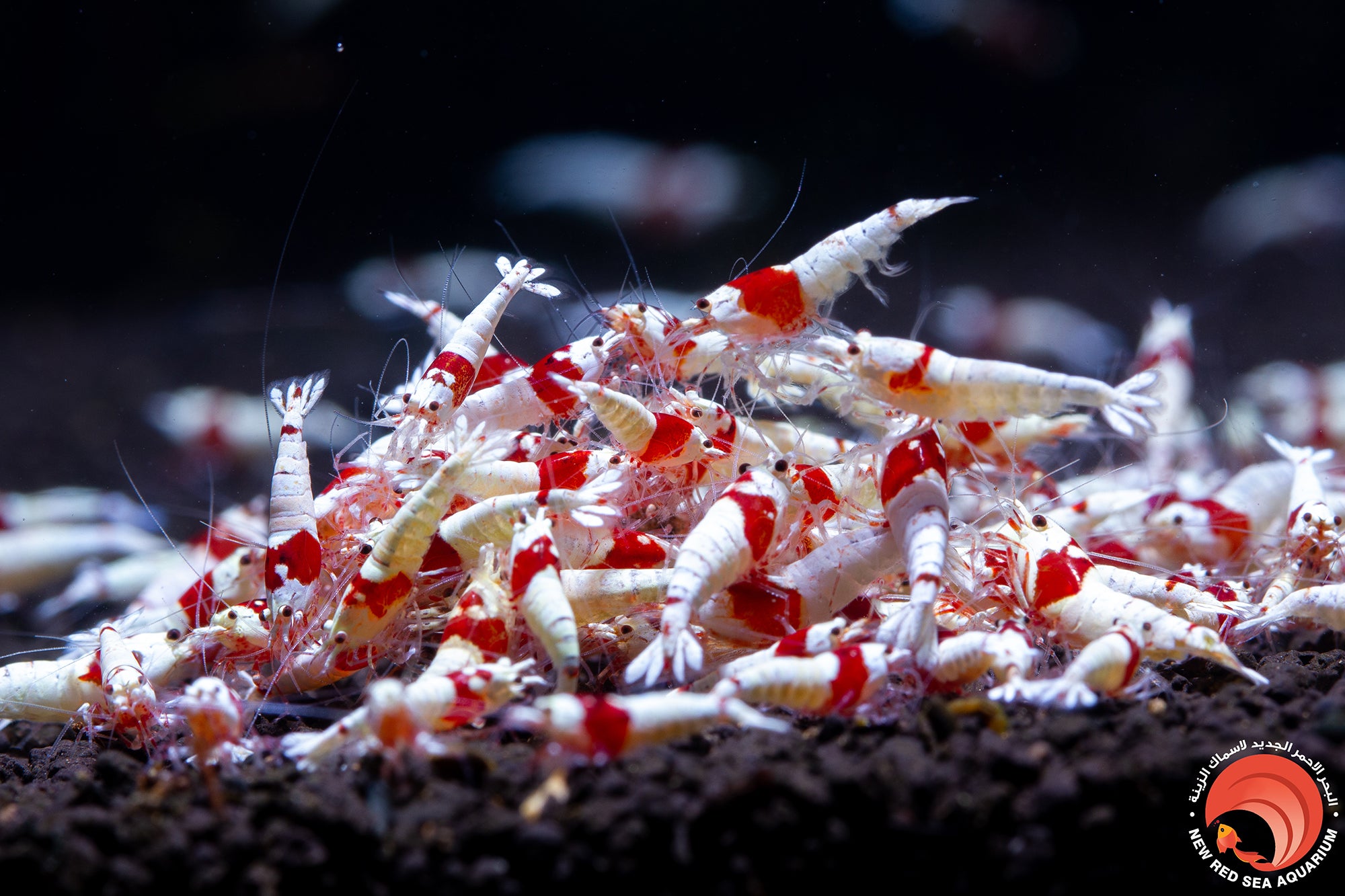 Pure Red Line Mosura