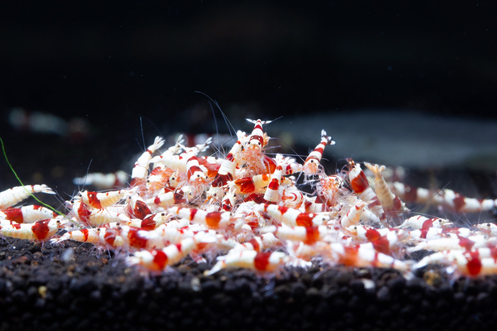 Crystal Red Shrimps