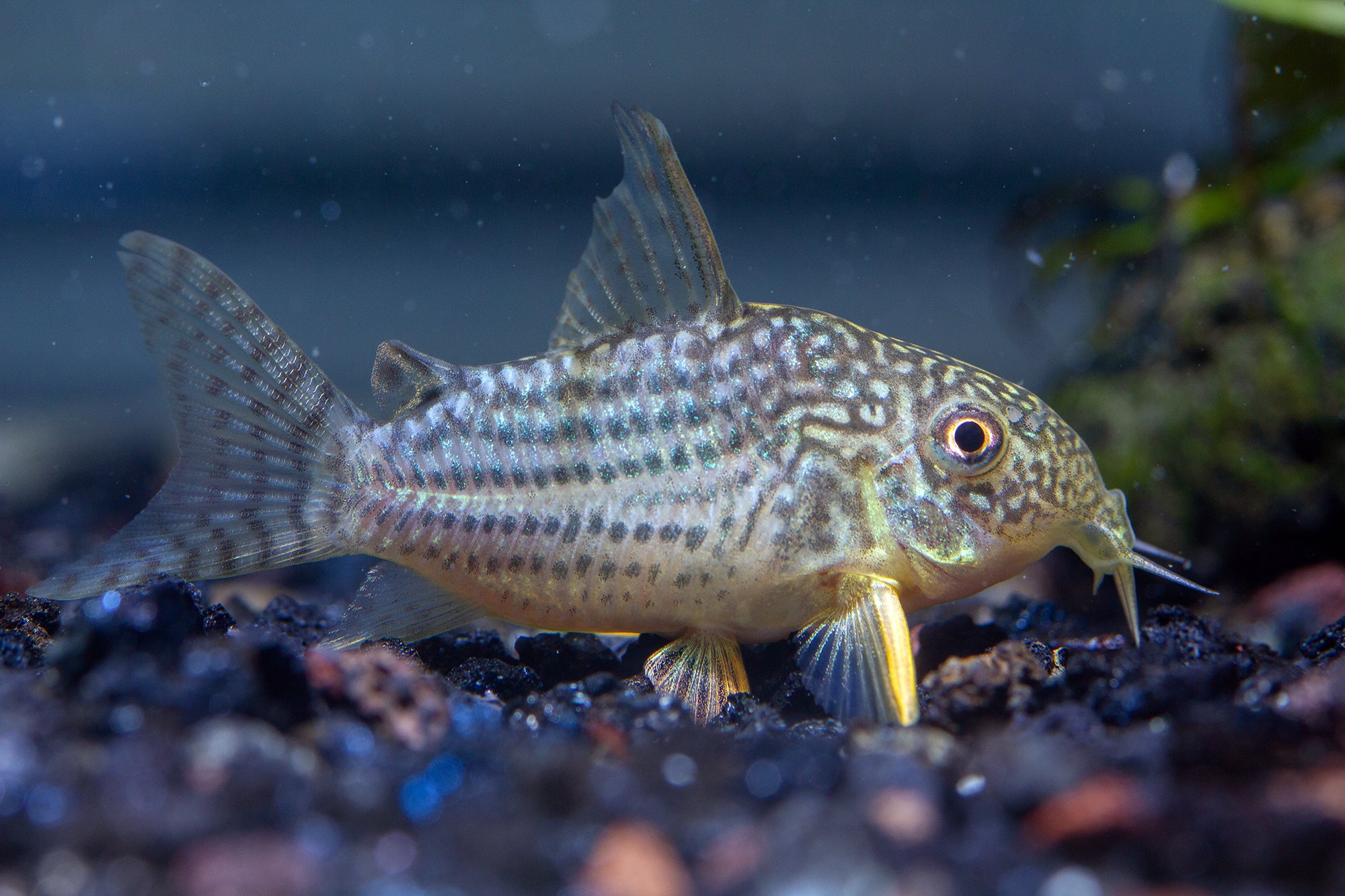 Corydoras Sterbai