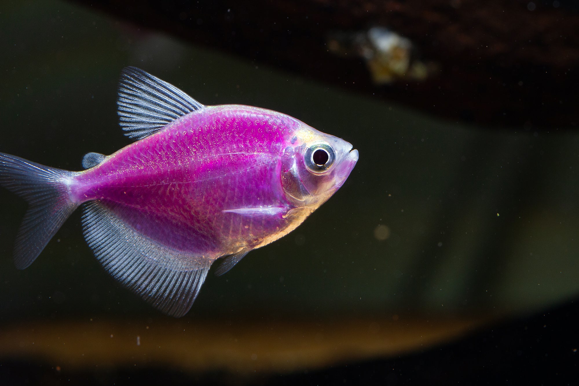 Glo Tetra Galactic Purple