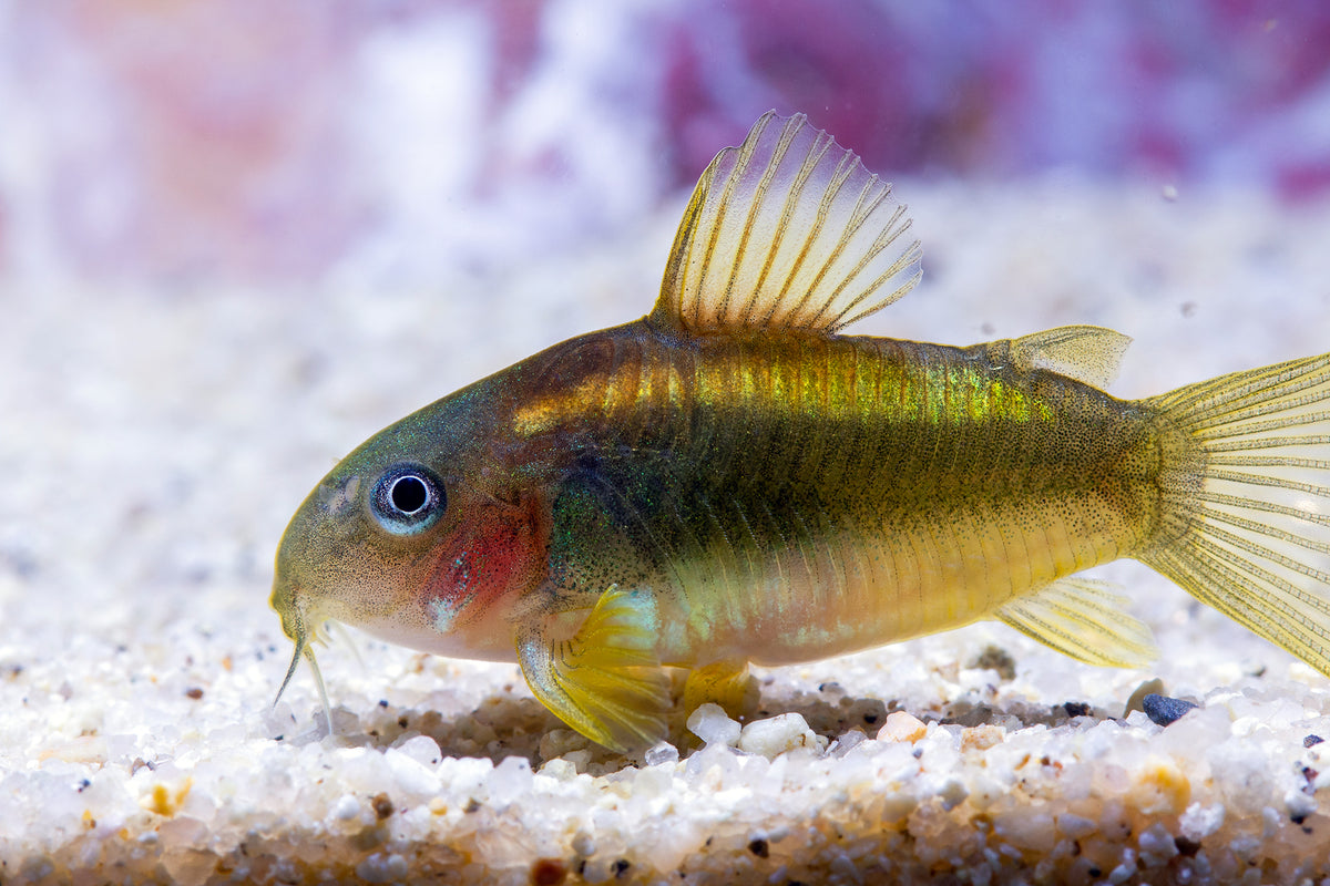 Corydoras Gold Laser – New Red Sea Aquarium