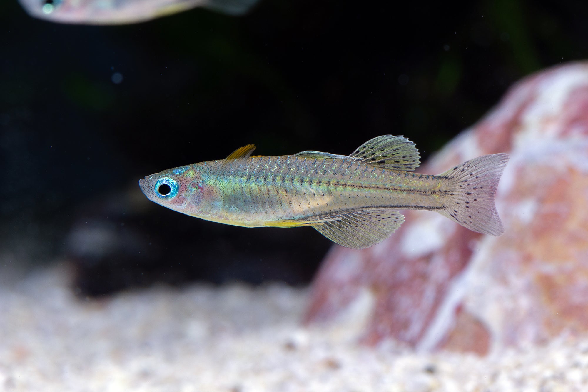 Pseudomugil Gertrudae