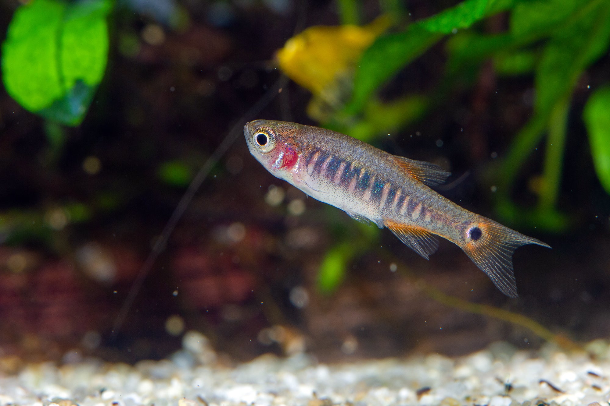 Microrasbora Erythromicron