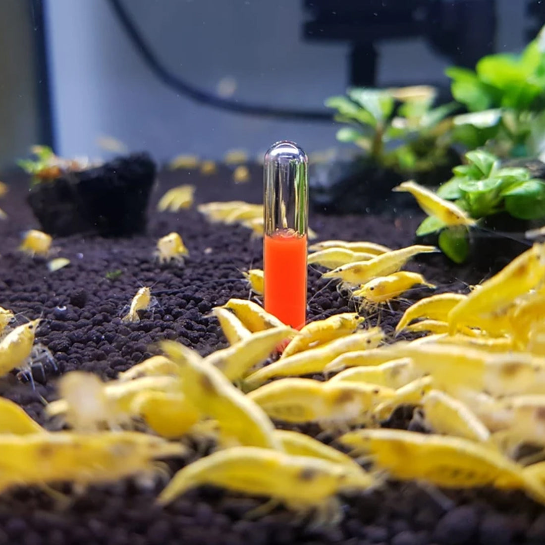 Rise Of The Fallen (Pack of 5)