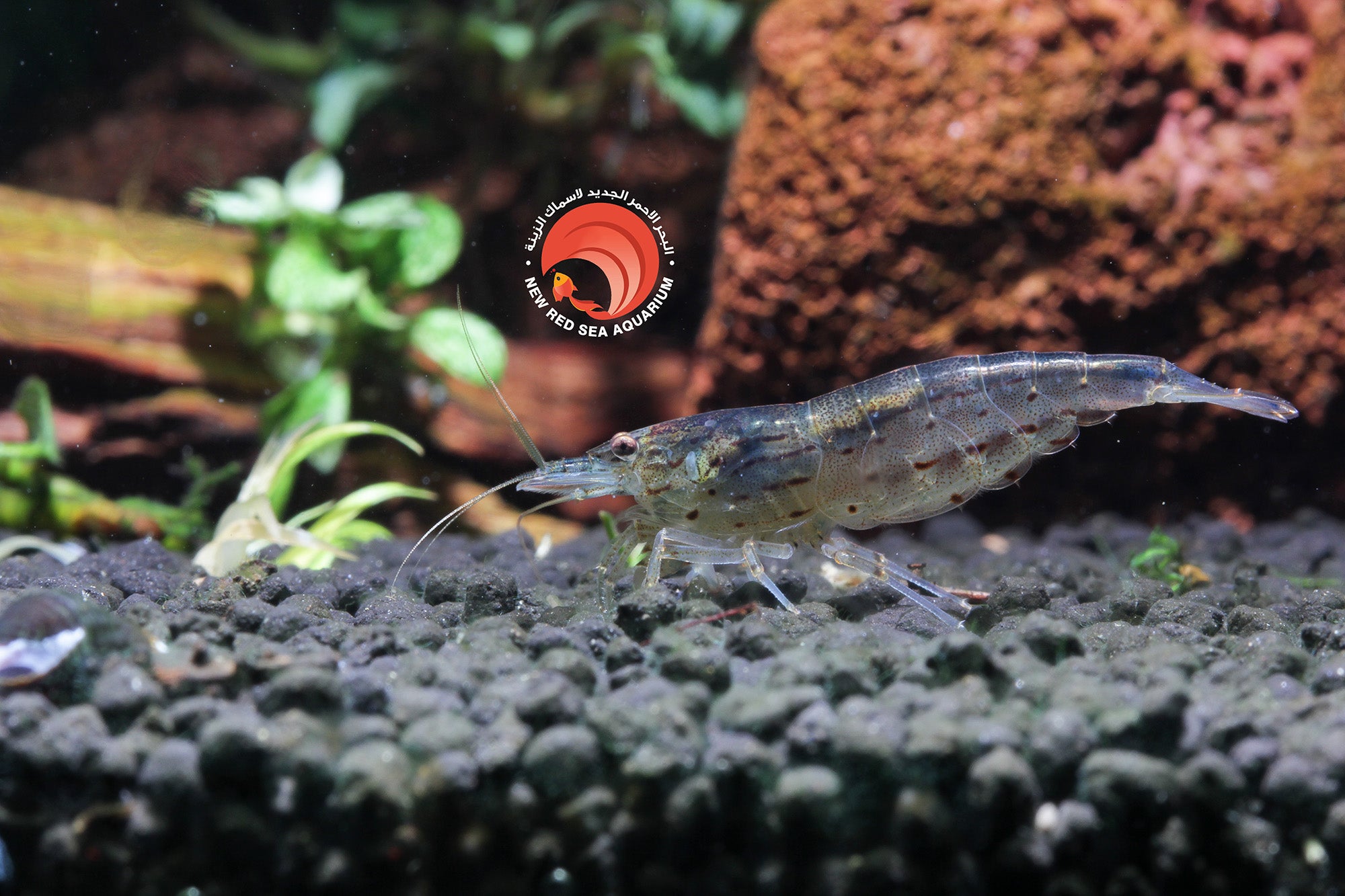 Amano Shrimp