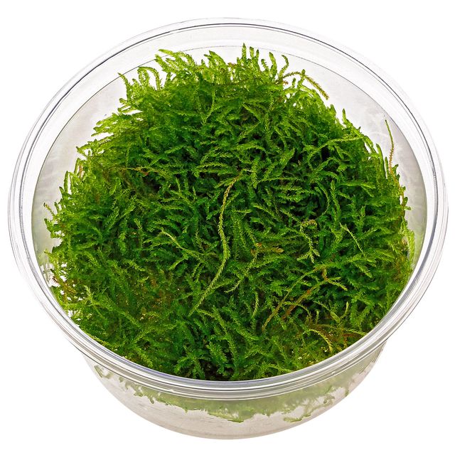 Taxiphyllum Barbieri