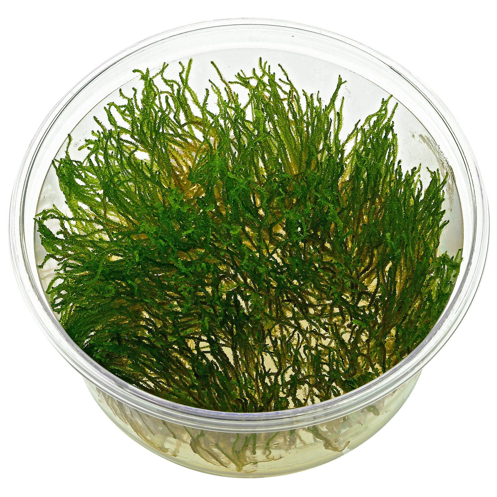 Taxiphyllum sp Flame Moss