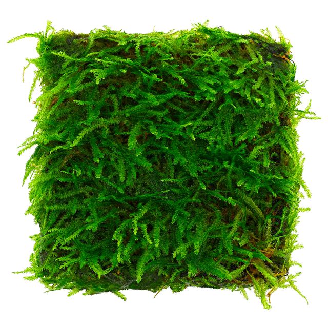 Taxiphyllum sp 'Spiky Moss'