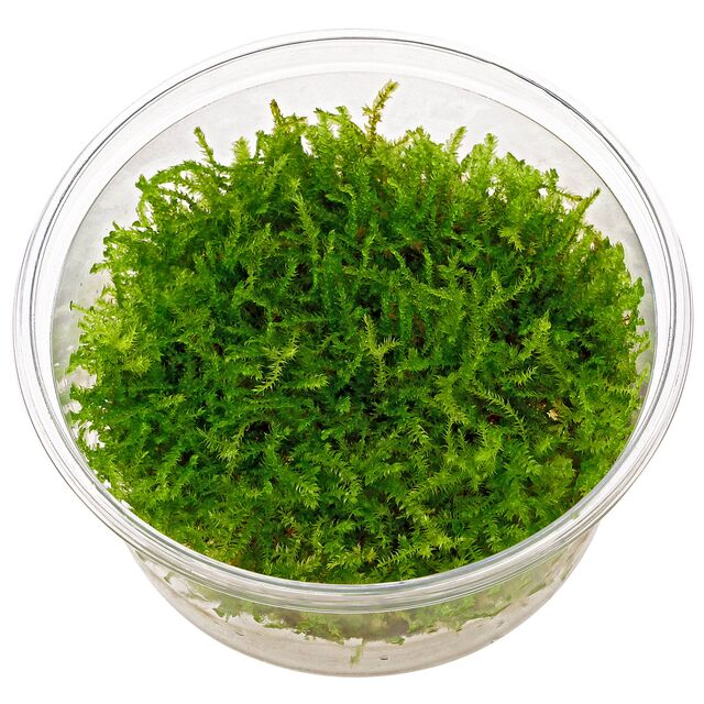 Vesicularia Montagnei 'Christmas Moss'